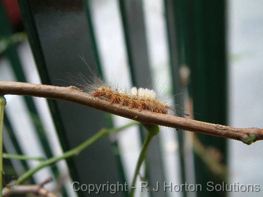 Painted apple moth larva 